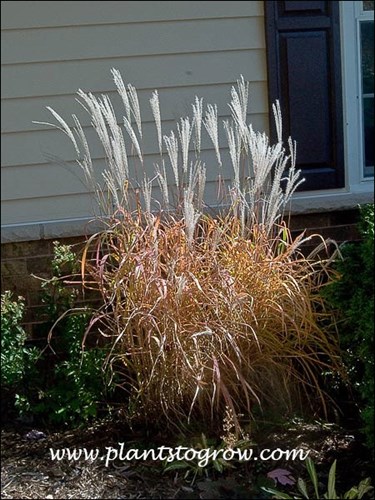 Pictures taken in late October showing the fall color of the plant.